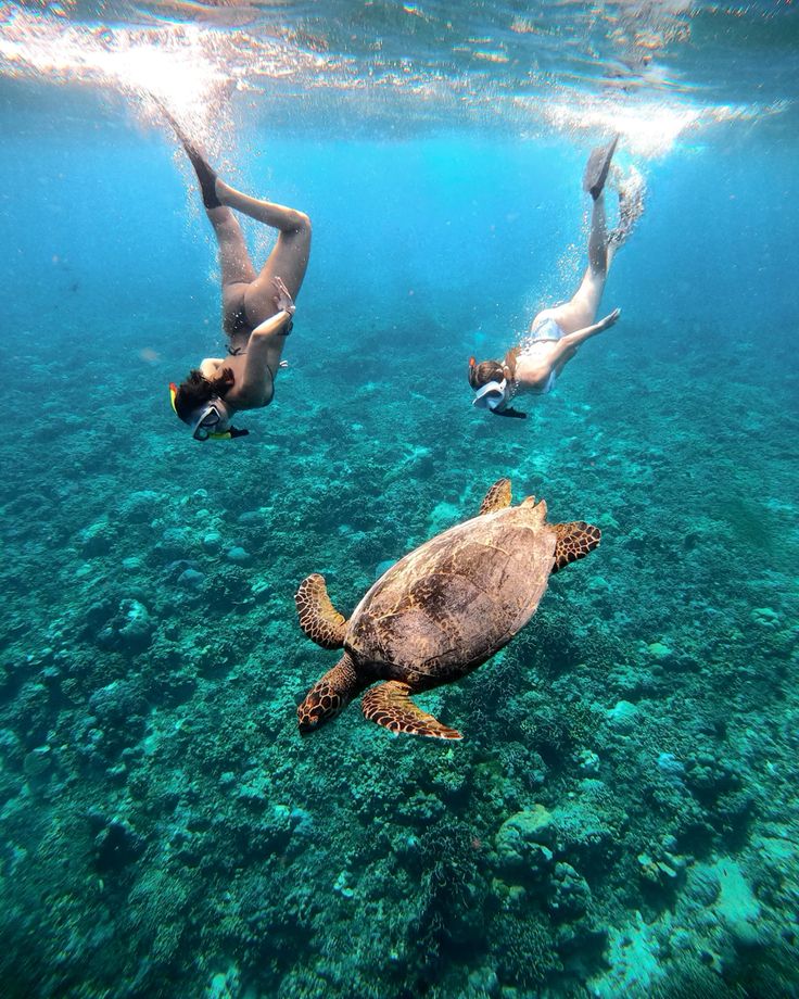 Sea turtle snorkeling Gili Trawangan